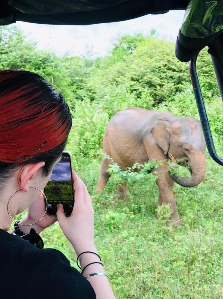 Elephant Safari