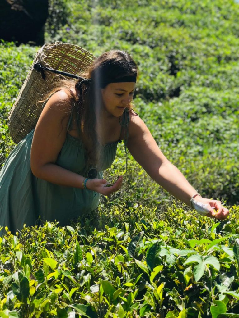 Nuwara_Eliya_Picking_Tea_Leaves_01