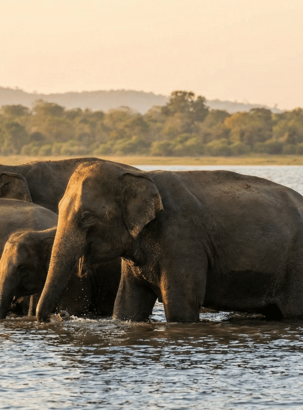 Minneriya Elephant Gathering (Safari 1)